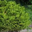 Thujopsis dolabrata 'Nana': Bild 1/2