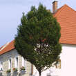 Carpinus betulus 'Fastigiata': Bild 11/11