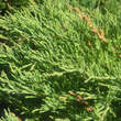 Juniperus horiz. 'Andorra Compact': Bild 1/1