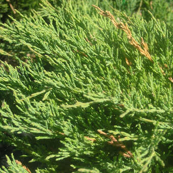 Juniperus horiz. 'Andorra Compact'
