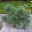 Pinus strobus 'Macopin': Bild 1/1