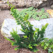 Chamaecyparis obtusa 'Teddy Bear': Bild 1/2