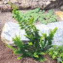 Chamaecyparis obtusa 'Teddy Bear' - Farn-Hinokizypresse