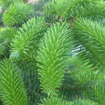 Abies cephalonica 'Meyer's Dwarf'