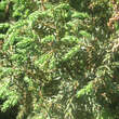 Juniperus communis 'Norwegen': Bild 1/1
