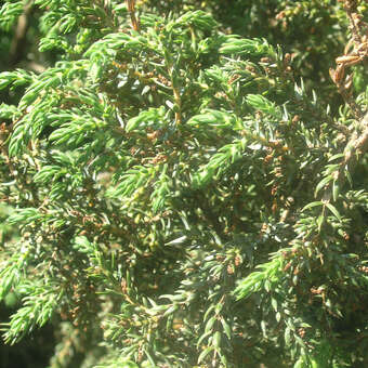 Juniperus communis 'Norwegen'