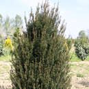 Taxus baccata 'Erecta' - Breite Säuleneibe