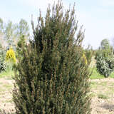 Taxus baccata 'Erecta' - Breite Säuleneibe