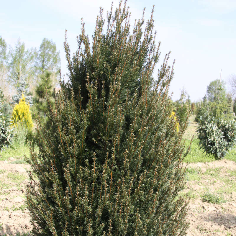 Breite Suleneibe - Taxus baccata 'Erecta'