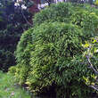 Cryptomeria japonica 'Globosa Nana': Bild 2/4