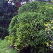 Cryptomeria japonica 'Globosa Nana': Bild 2/3