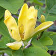Magnolia acuminata subcordata: Bild 1/4