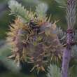 Pseudotsuga menziesii glauca: Bild 1/1