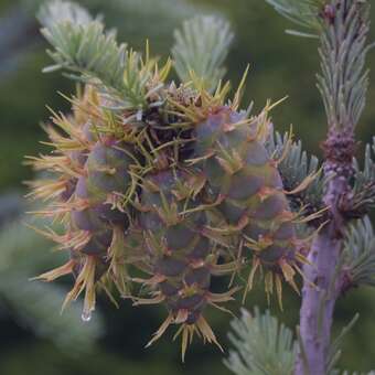 Pseudotsuga menziesii glauca