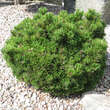 Pinus mugo 'Kissen': Bild 1/1