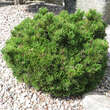 Pinus mugo 'Kissen': Bild 1/1