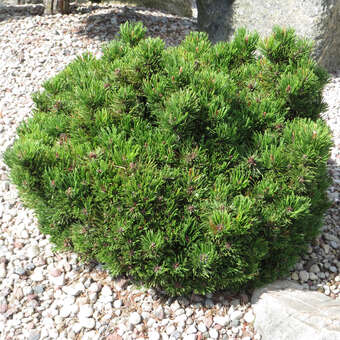 Pinus mugo 'Kissen'