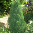 Picea glauca 'Zuckerhut': Bild 1/3