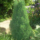 Picea glauca 'Zuckerhut' - Zwerg-Zuckerhutfichte