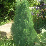 Picea glauca 'Zuckerhut' - Zwerg-Zuckerhutfichte