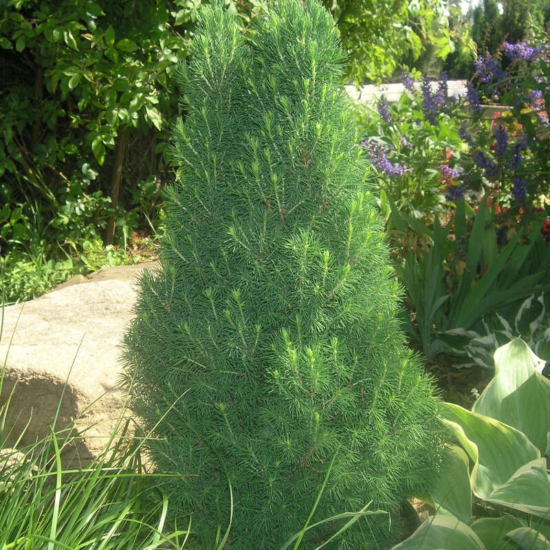 Zwerg-Zuckerhutfichte - Picea glauca 'Zuckerhut' - grn