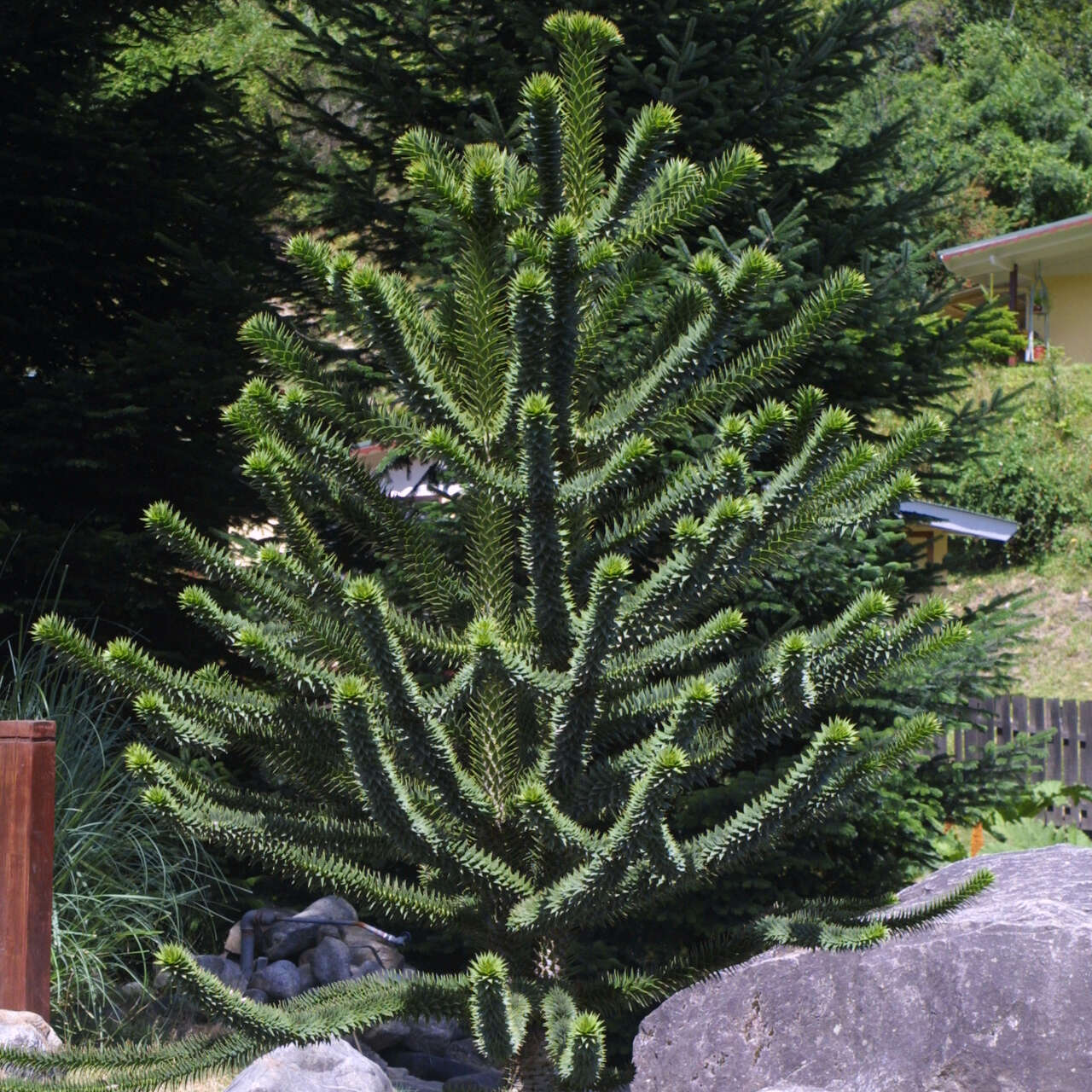 Chilenische Küstentanne Araucaria araucana grün