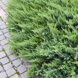 Juniperus sabina 'Tamariscifolia' - Tamariskenwacholder