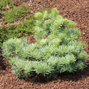 Abies concolor 'Archer's Dwarf' - Zwerg-Koloradotanne
