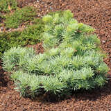 Abies concolor 'Archer's Dwarf' - Zwerg-Koloradotanne