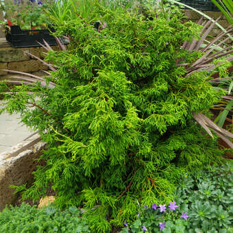 Chamaecyparis obtusa 'Tsatsumi'