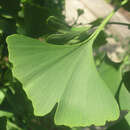 Ginkgo biloba 'Magyar' - Ginkgo, Fächerblattbaum