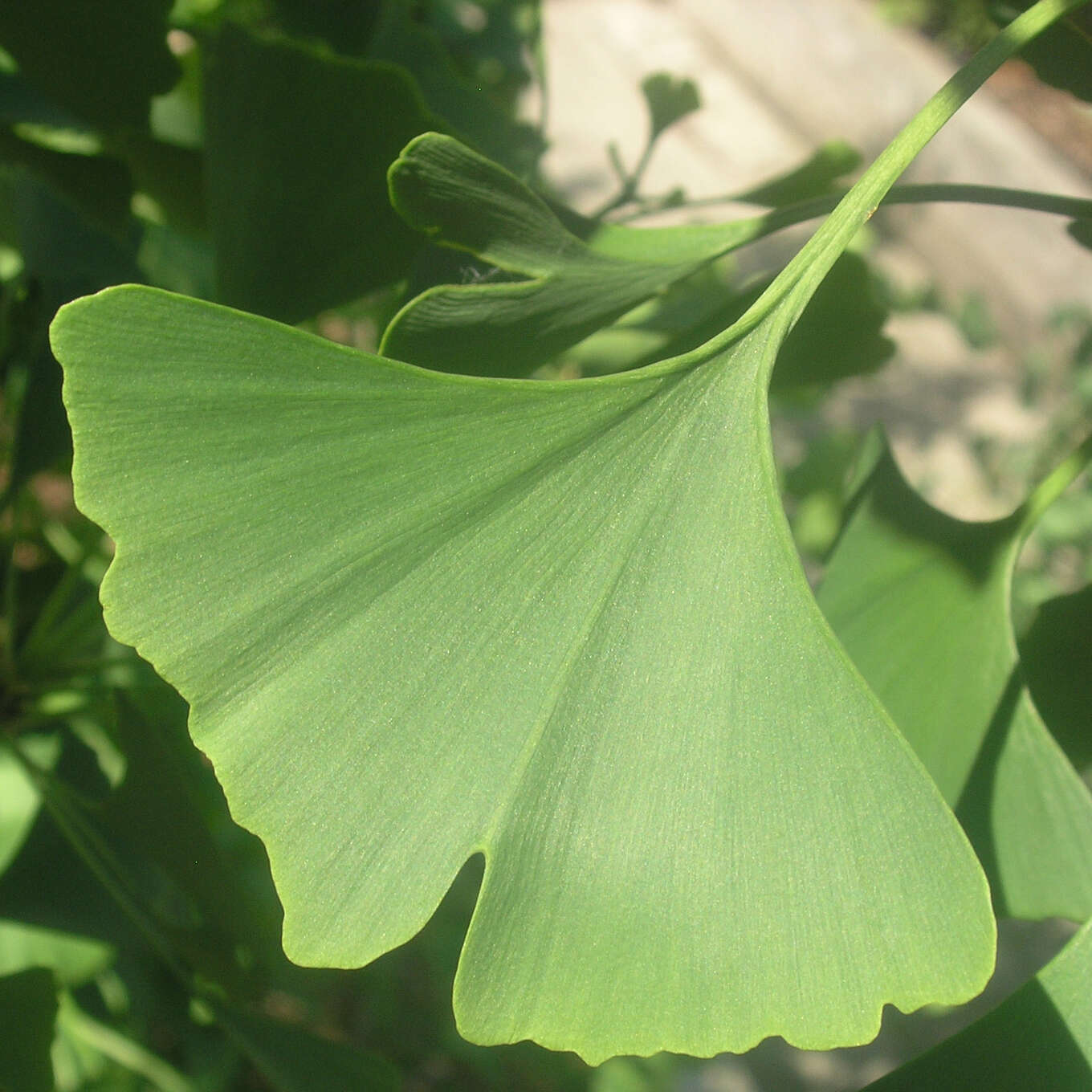 Ginkgo, Fächerblattbaum Ginkgo biloba 'Magyar' grün