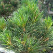 Pinus peuce 'Arnold Dwarf': Bild 1/3
