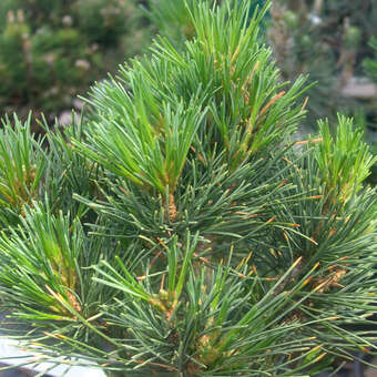 Pinus peuce 'Arnold Dwarf'