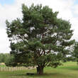 Pinus sylvestris: Bild 2/6
