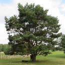 Pinus sylvestris - Weißföhre, Rotföhre