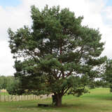 Pinus sylvestris - Weißföhre, Rotföhre