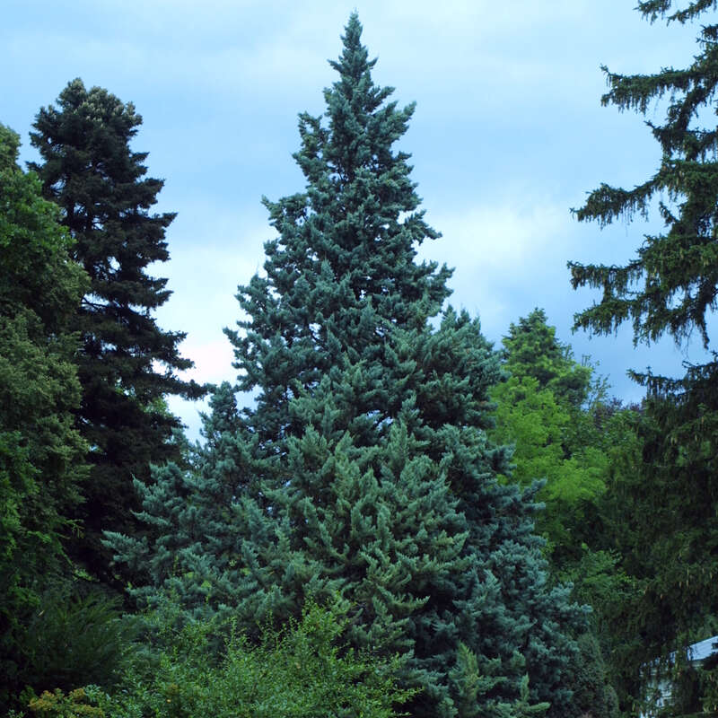 Echte Blauzypresse - Cupressus arizonica 'Glauca'