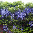 Wisteria floribunda 'Violacea Plena' - Blauregen