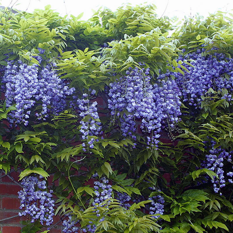 Blauregen - Wisteria floribunda 'Violacea Plena' - blau