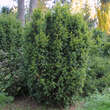 Taxus baccata 'Aureovariegata': Bild 3/3