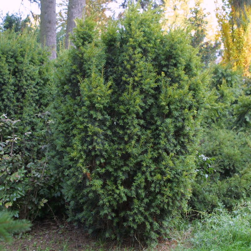 Goldeibe - Taxus baccata 'Aureovariegata'