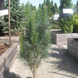 Pinus sylvestris 'Fastigiata' - Säulen-Weißföhre