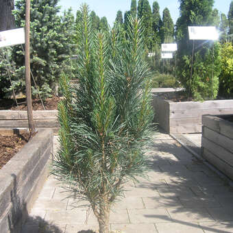Pinus sylvestris 'Fastigiata'