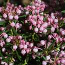 Andromeda polifolia 'Nikko' - Rosmarinheide