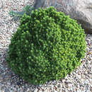 Picea glauca 'Lilliput' - Zwerg-Kugelfichte