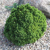 Picea glauca 'Lilliput' - Zwerg-Kugelfichte