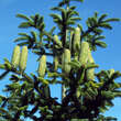 Abies numidica: Bild 1/2
