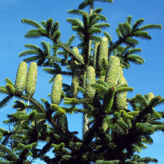 Abies numidica