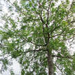 Gleditsia triacanthos 'Moraine': Bild 2/2